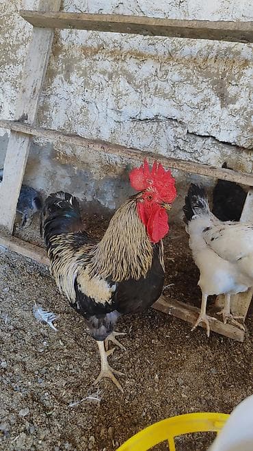 ev meymunu: Salam etrafli melumat watsapnan elaqe saxliyun — 8