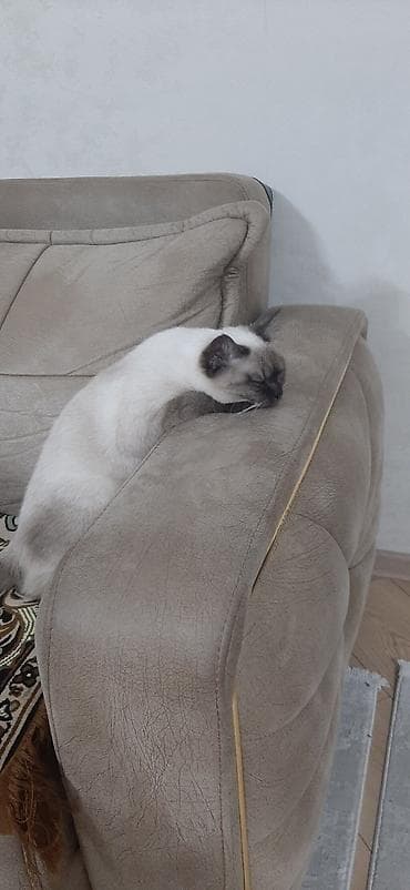 Птицы: Сиамская — 4