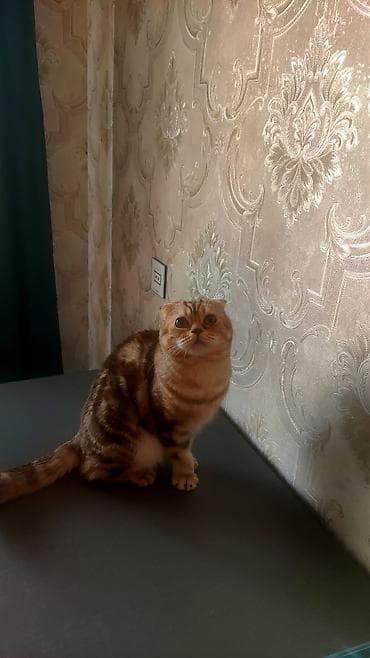 Gəmiricilər: Şotland yastı qulaq — 4