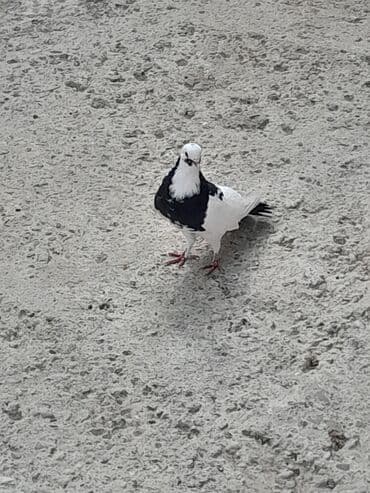 pişik yarım tip: Xamit mayadi 20 azn unvan Qaradag — 2