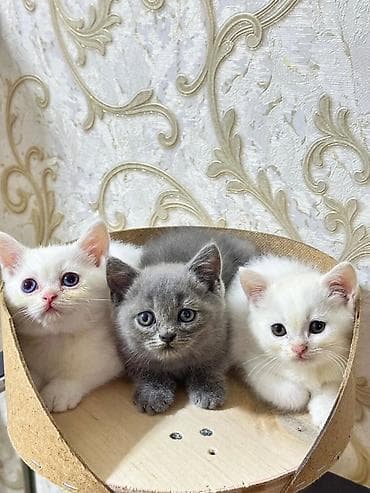 british: Britan — 3