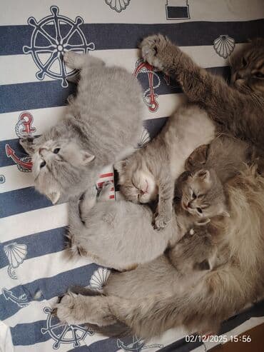 pişiy cinsləri: Boz rəngli balaca pişiklər – yumşaq tüklü, iri qara gözlü, qısa — 9