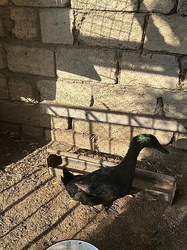 ördək qaz: Erkək, Damazlıq, Ünvandan götürmə — 2