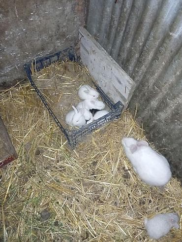 mal yemi: Ağ rəngdə ev dovşanları - Növ: ev dovşanı (ağ, qısa tüklü) - Rəng — 1