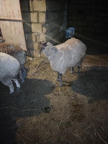 Salam hər kəsə qurbanlıg quzular satılır hər çəkidə var 12kqnan 25kq