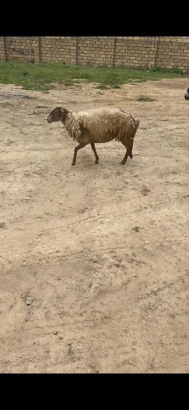 Bogaz dişdi qoyun 20 güne doğar