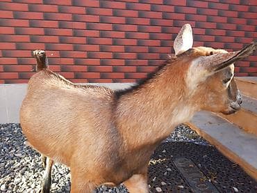 heyvan bazarı: Salam Allah hamının malına bərəkət versin.Alpin-sani — 8