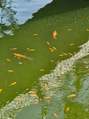 betta balıq: Qızıl balıq, Sülhsevər, Ünvandan götürmə — 8