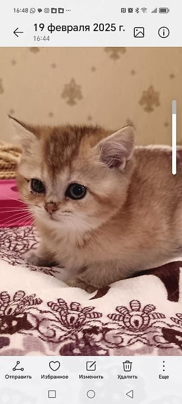 pişik sortu: Qızıl şinşilla, Dişi, Yaxşı əllərə, Ünvandan götürmə — 6