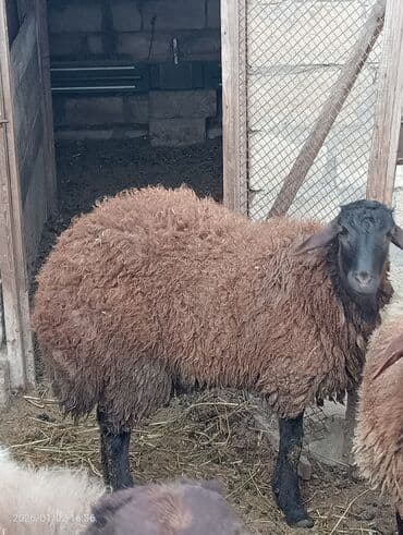 Salam 10 aylıq erkek qala quzusu öz heyvanımın balasıdır sağlam iri