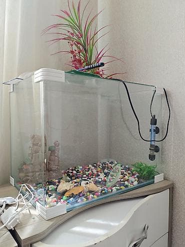 akvarium sumqayit: Akvaryum dəsti - Şüşə akvaryum: düz ön şüşəli, təxminən böyük ölçü — 3