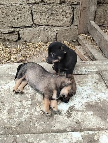 meydan iti satilir: Balaca it balaları cox balacadilar zvanok 3 dənə qalib 1 qara 2 — 3