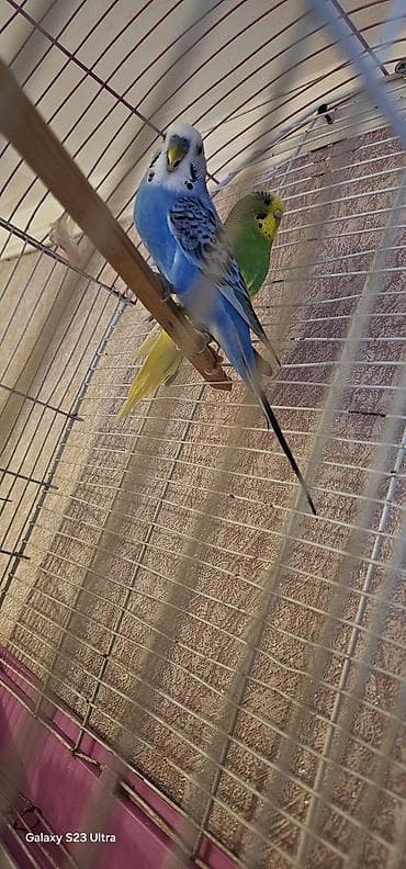 doberman satışı: Hazır cüt valnist satılır bala veren quşlardı cütü 30 m qəfəslə 40 m — 2