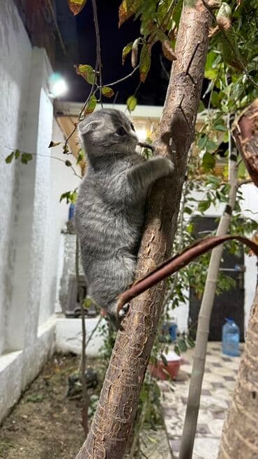 pişik cütləşdirilir: Şotland — 1