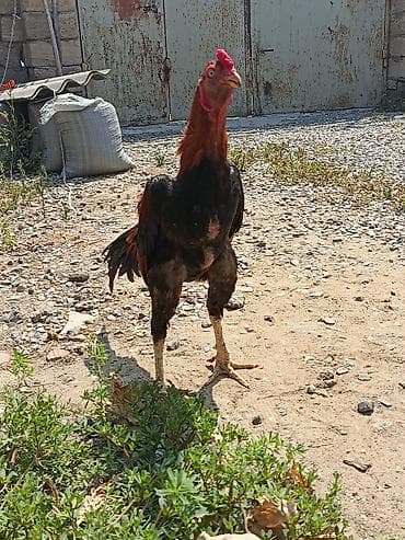 11 Aylıq becədi tayına heyvan gətirib yoxlaya bilərsiz qiymətdə — 2