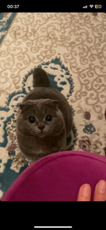 pişik dişi: Şotland, Dişi — 2