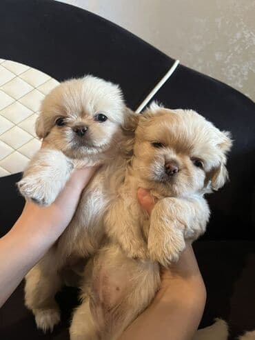 gencede itler: Pekines, 2 ay, Erkek, Peyvəndli — 2