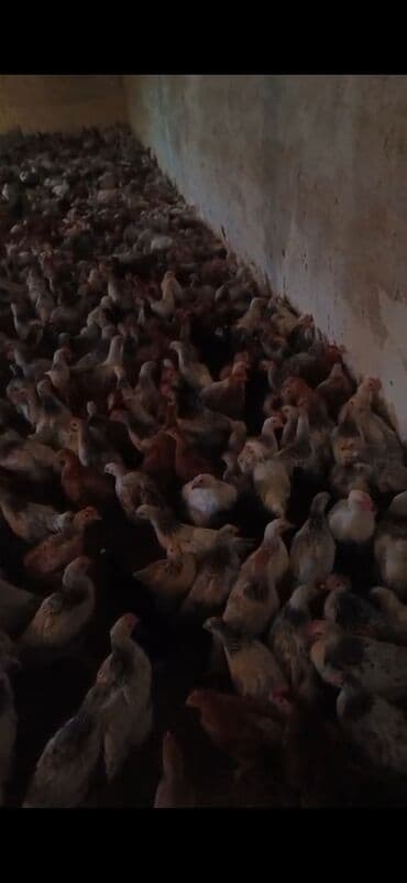 beçə: Məhsul: kend becesidir 2aylıqdır Təsvir: 0502295745 - - Rəng — 1