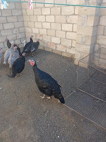 K/t heyvanları üçün mallar: Hinduşka sürüsü - Növ: Hinduşka (qara və boz rəngli fərdlər) - Say — 1