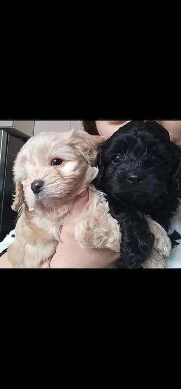 pudel balasi: Pudel — 1