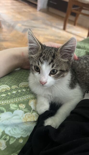 pişik adları oğlan: Tabbi, Erkək, Yaxşı əllərə, Ünvandan götürmə — 2