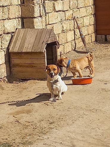 lalafo ev heyvanlari: Cek rassel teryer, 2 il, Dişi — 7