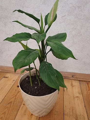 ataturk ciceyi: Spathiphyllum (Sülh zanbağı) – dekorativ otaq bitkisi - Uzun, parlaq — 1