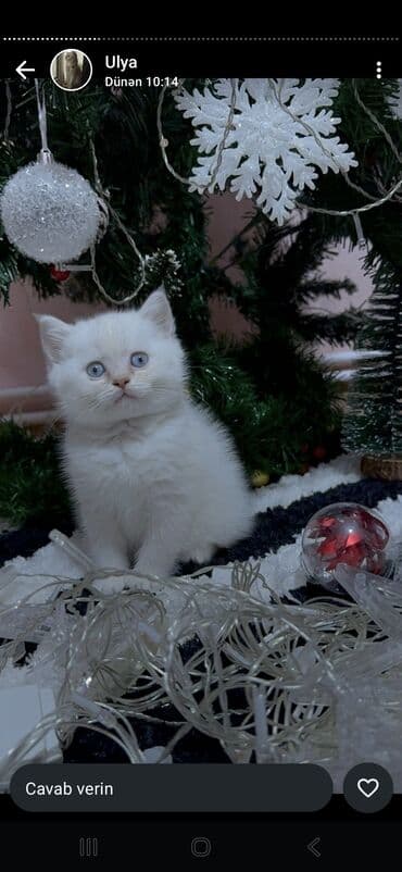 pisik paltari: Şinşilla — 1