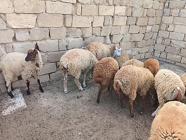 Quzu: Quzu, Erkək, ay: 6, 30 kq, Ətlik, Ünvandan götürmə — 2