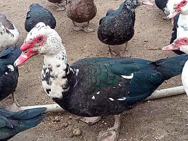 Muscovy ördəkləri (barbarı) – qarışıq rəngli (yaşıl-qara lələklər