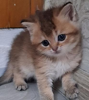 erkek qaz: Qızıl şinşilla, Erkək, Yaxşı əllərə, Ünvandan götürmə, Ödənişli çatdırılma — 2