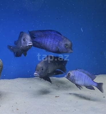 balıx: Alive Kefal, Pərakəndə — 2