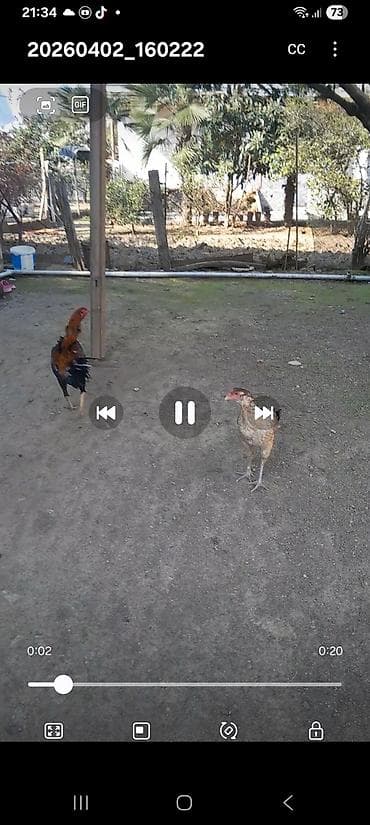 Toyuq, Damazlıq lalafo.az -da Toyuq, Damazlıq