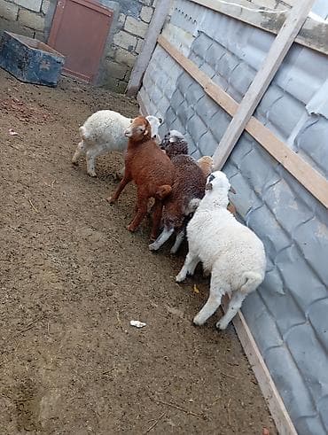 quzu qiymətləri: 4erkəyn1dişi Təsvir: - Şəkillərdə 6 baş quzu görünür: ağ, ağ-qara — 2