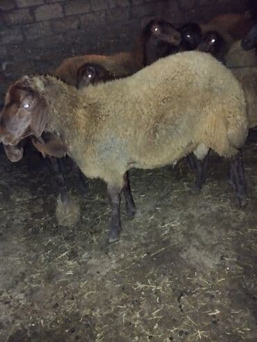 qurbanlıq qoyun: Erkək, il: 1, 40 kq, Ətlik, Ünvandan götürmə — 5