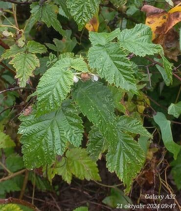 zeytun ağaci: QIRMIZI MORUĞ — 2