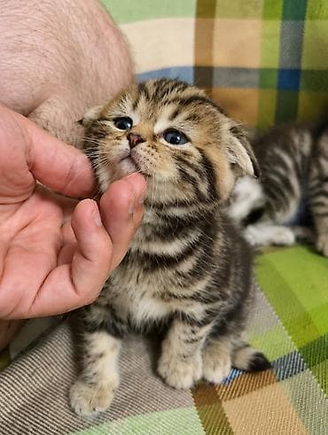 Кошки: Шиншилла, Самец, Самка, Самовывоз, Бесплатная доставка — 1