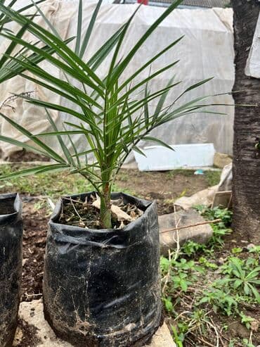 sultan daragi gülü: Finik (xurma) — 2