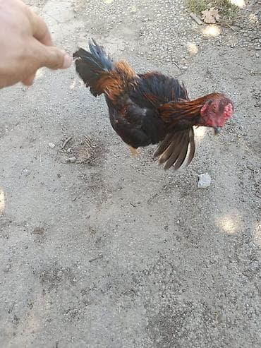 rhode island red: Dekabr ayında çıxan beçədi oynaq heyvandi tayi olsa 1. 2 dqlik alan — 1