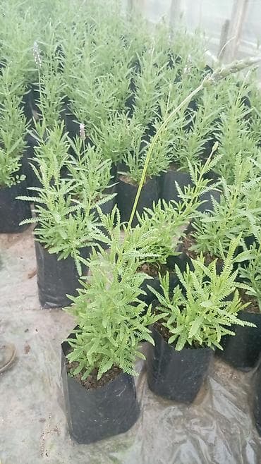 nişan gulu: Papatya gülləri — 4