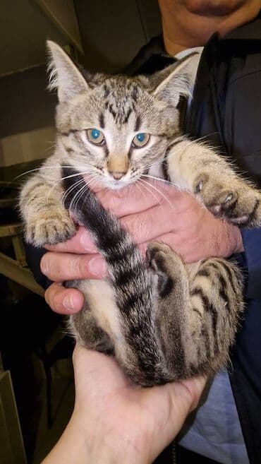 pulsuz pişik balaları 2023: Sibir, Dişi, Erkək, Yaxşı əllərə — 2