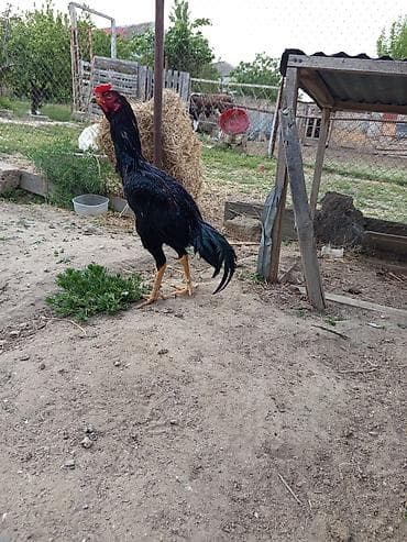Heyrati qara bece isdiyen olsa tay getirib baxsin hec adanmayib iki