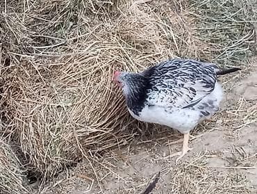 kənd toyuqlarının satışı: Məhsul: Yerli ev toyuqları yummrtayan Təsvir: - Şəkillərdə müxtəlif — 3