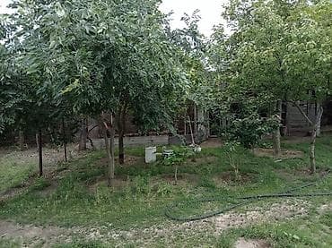 5 sot, Kənd təsərrüfatı, Mülkiyyətçi, Kupça (Çıxarış)