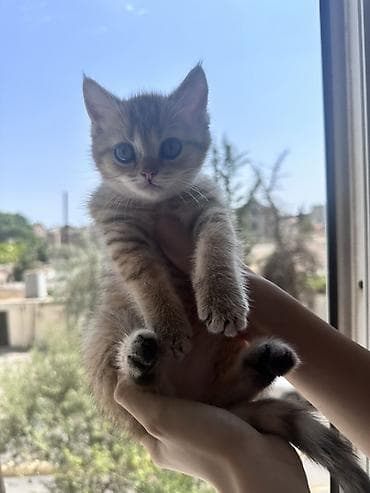 pişik cins: Qızıl şinşilla, Erkək — 1