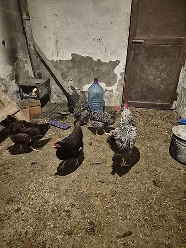 toyuqları: Toyuq, Yumurtalıq, Pulsuz çatdırılma — 7