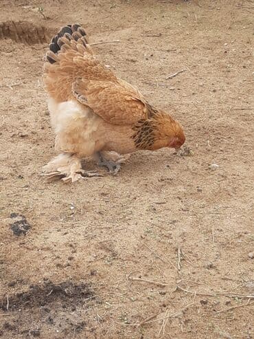 hinduşqa yumurtası: Toyuq, Brama, Damazlıq — 3