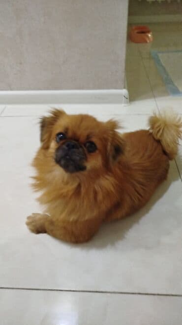 Gəmiricilər: 9 ay, Ödənişli çatdırılma — 5