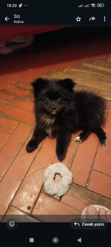 İtlər: Şpitz, 3 ay, Dişi, Peyvəndli — 5
