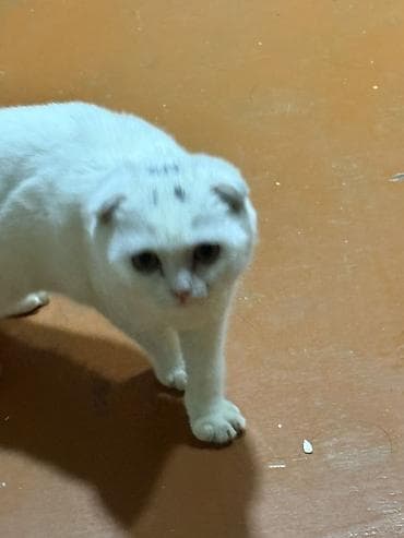 Gəmiricilər: Şotland — 2